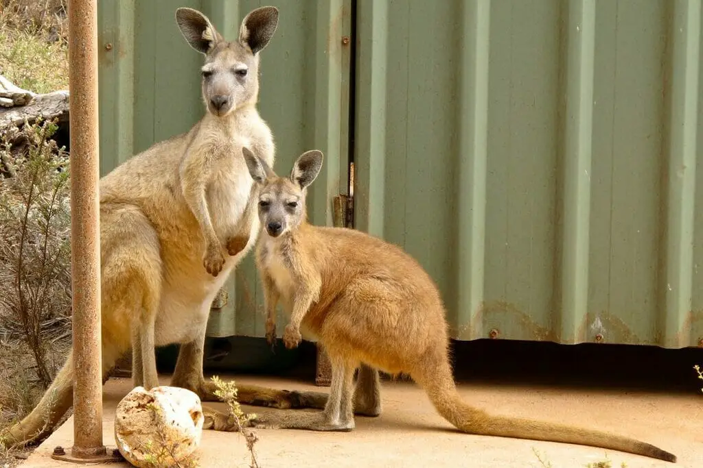 How Tall Can Kangaroos Get Find Out Here