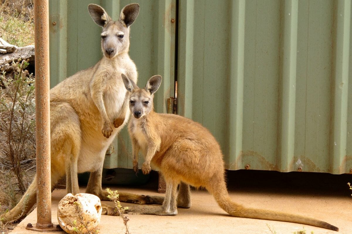 How Tall Can Kangaroos Get? Find Out Here Cool Wood Wildlife Park