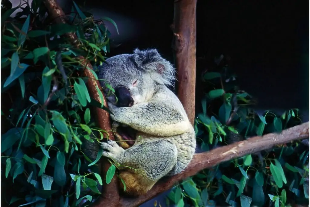 How To Adopt A Koala From Australia