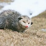 How To Attract Opossums