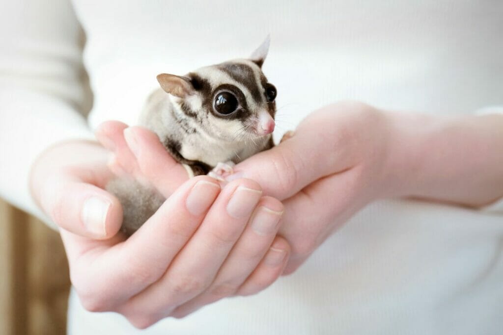 How To Potty Train Your Pet Sugar Glider (Everything You Need To Know)
