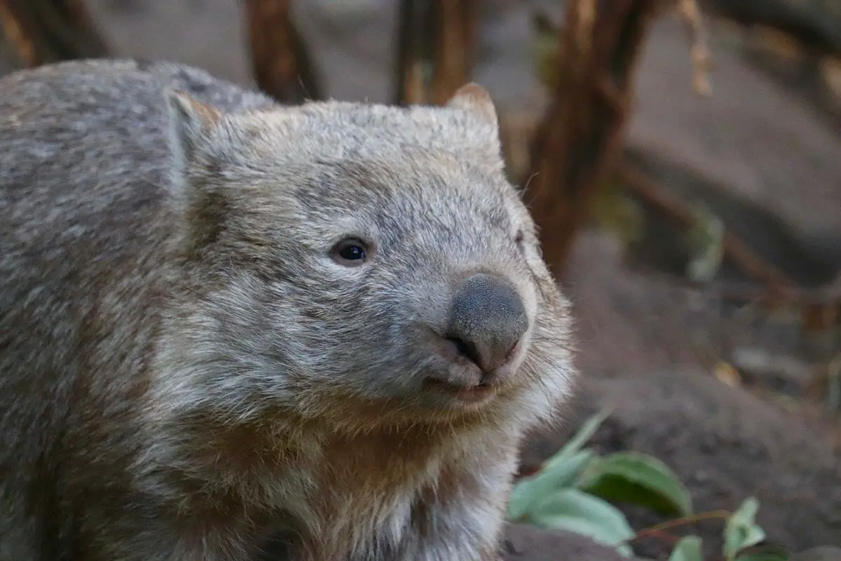 Is A Wombat An Omnivore?