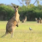 Is It A Good Idea To Run Away From A Kangaroo If It Attacks You?