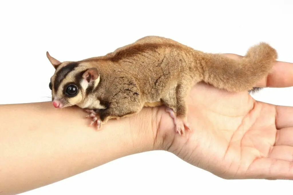 Is It Cruel To Keep Sugar Gliders As Pets (Everything You Need To Know)