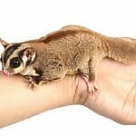 Is It Cruel To Keep Sugar Gliders As Pets (Everything You Need To Know)