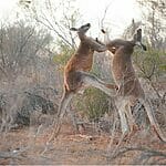 Is It Legal To Punch A Kangaroo (If Threatened By It)