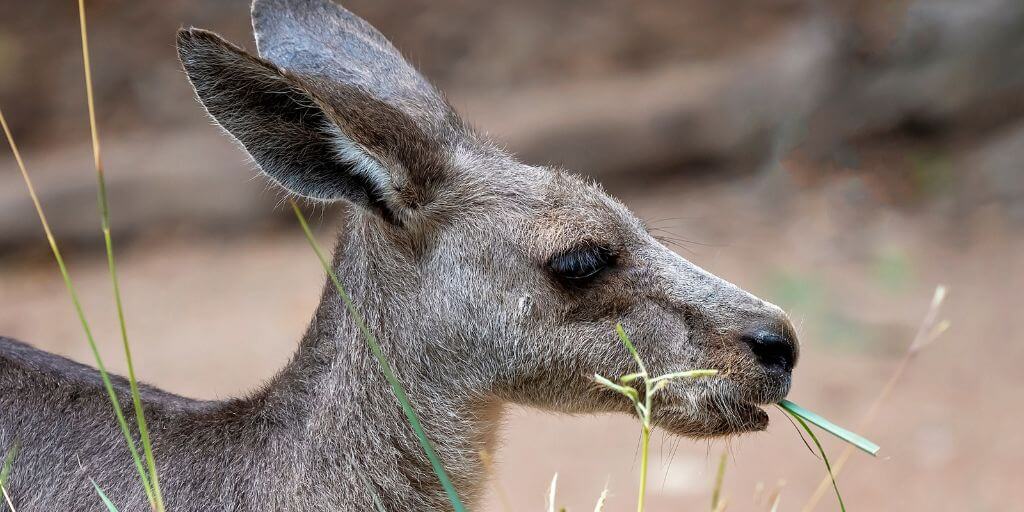 Kangaroo eating grass