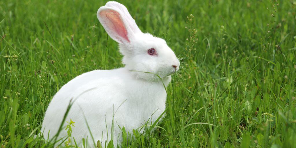 rabbit