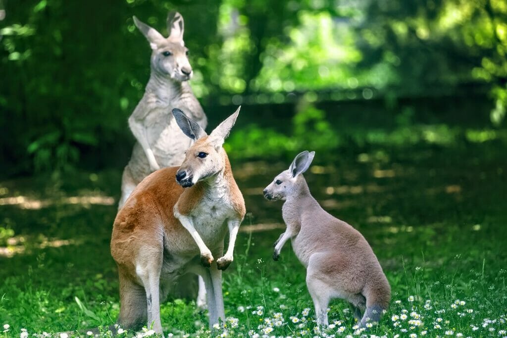 Unveiling Kangaroo Evolution Where Did They Come From?