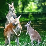Kangaroo Evolution - Where Did They Come From