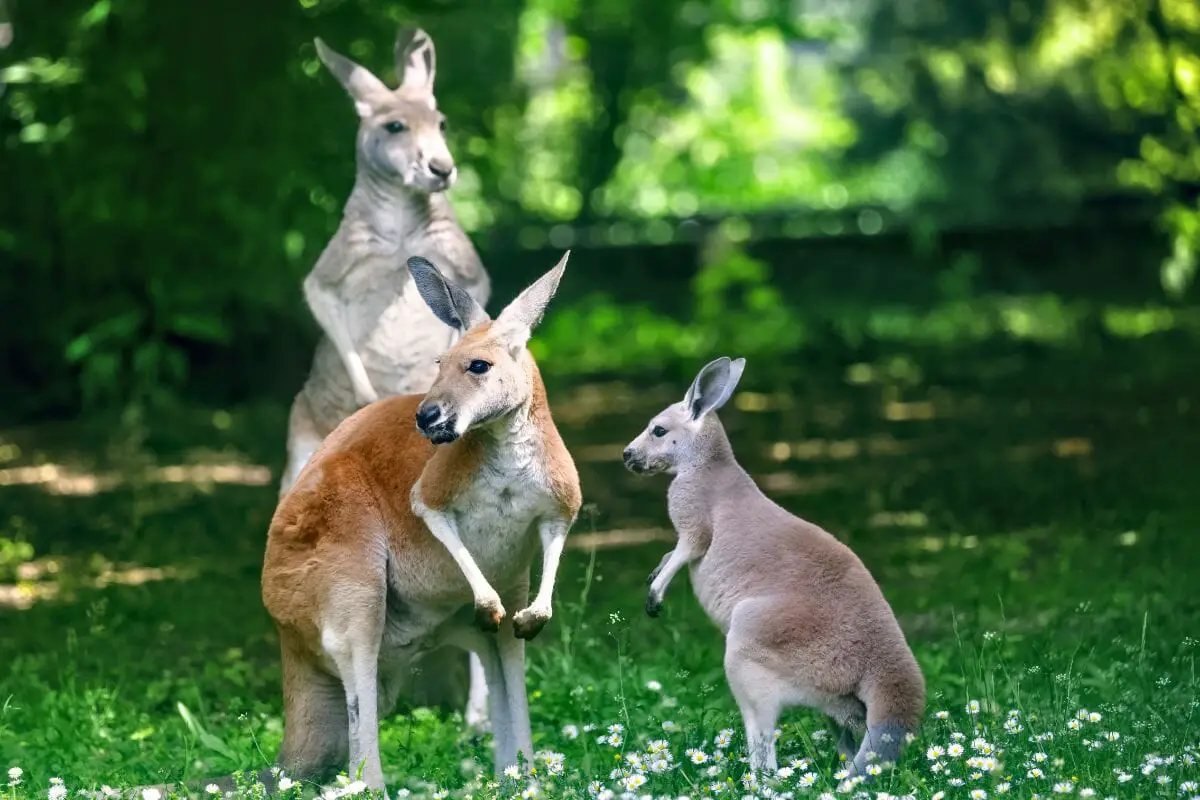 Kangaroo Evolution - Where Did They Come From