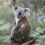 Why The Heck Do So Many Koalas Have Chlamydia?