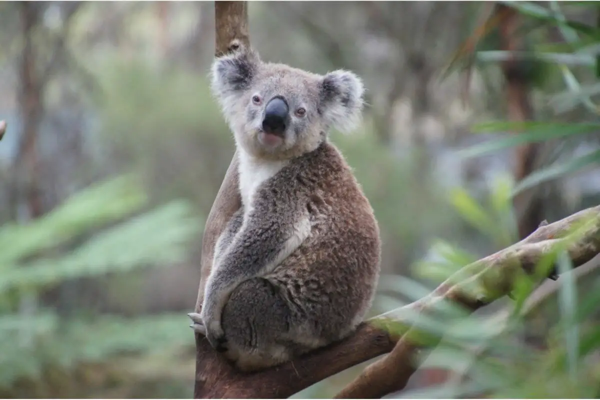 Koalas And Chlamydia: