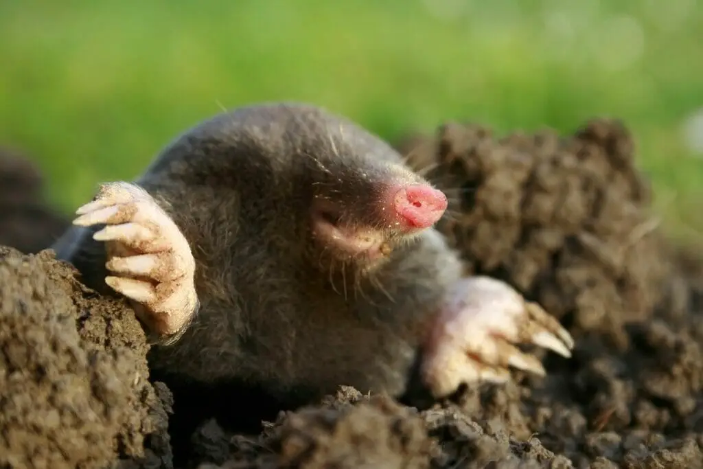 Marsupial Mole - Facts, Diet, Habitat & Pictures