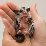 Meaning Behind Your Sugar Glider's Noises