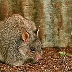 Northern Bettong - Facts, Diet, Habitat & Pictures