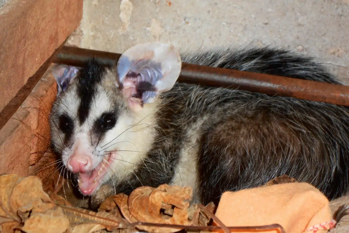 Opossums Bite