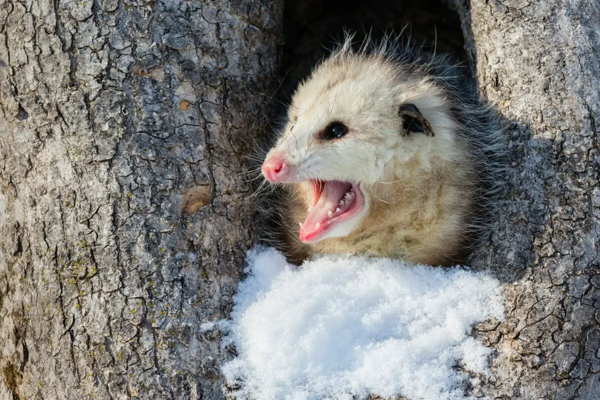 Do Opossums hibernate