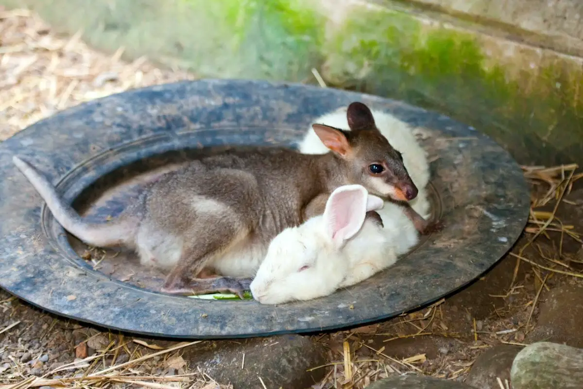 Similarities Between Rabbits and Kangaroos