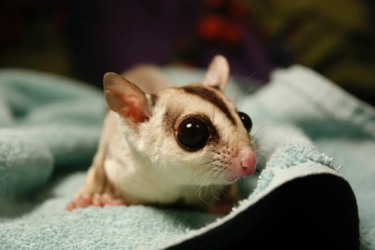 Six Ways To Prevent Sugar Gliders From Smelling As Strongly