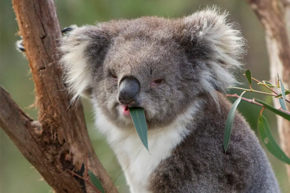 Some Interesting Facts About Koala Bears