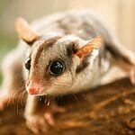 Squirrel Glider - Appearance, Diet, Habitat, Behavior
