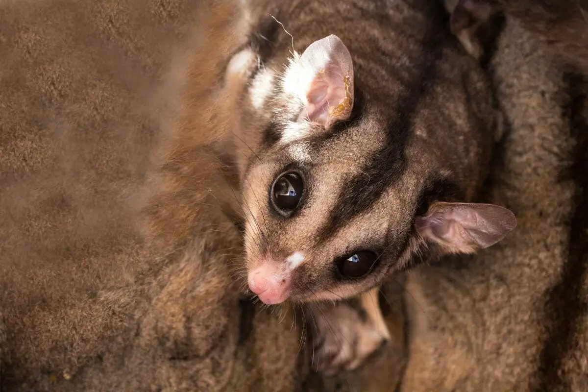 Squirrel Glider - Appearance