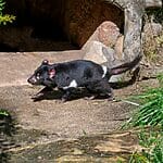 Tasmanian Devils - Yes, They Do Run In Circles All Day