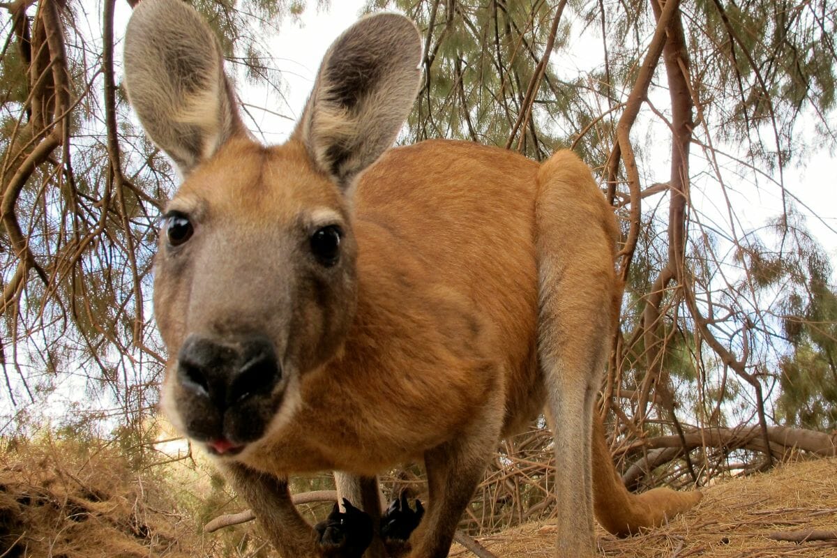 Is It Legal To Punch A Kangaroo? (If Threatened By It) Cool Wood