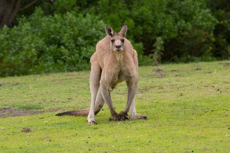Are Kangaroos Dangerous? Yes, But..
