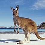 Can Kangaroos Swim?
