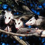 Do Opossums Climb Trees?