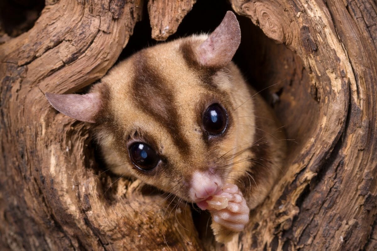 5 Sugar Glider Facts And Information You Need To Know