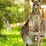 How Do Kangaroos Give Birth?
