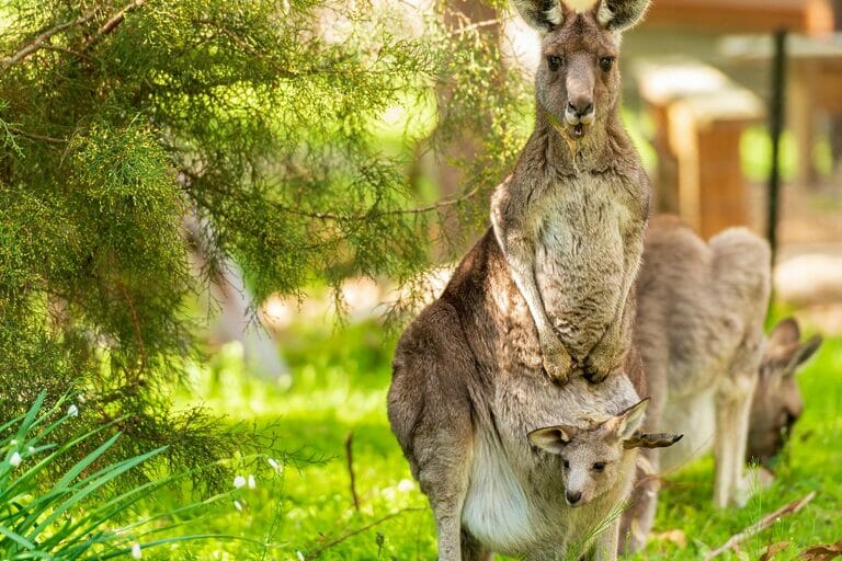How Do Kangaroos Give Birth? The Fascinating Process