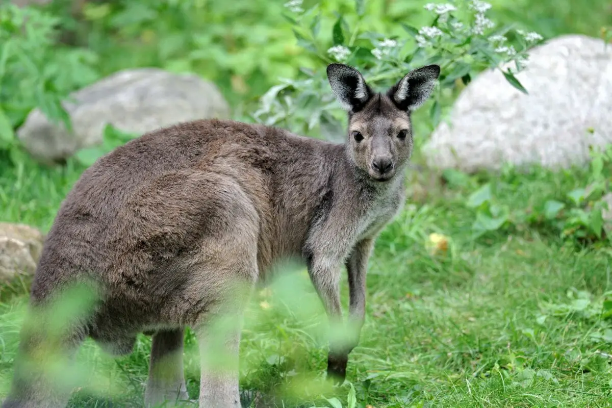 Western Gray Kangaroo Diet