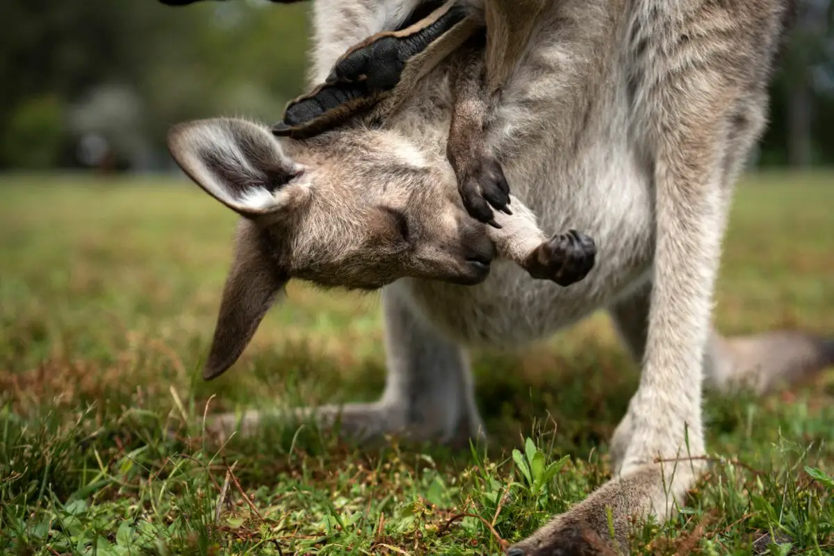 What Are Baby Kangaroos Called?
