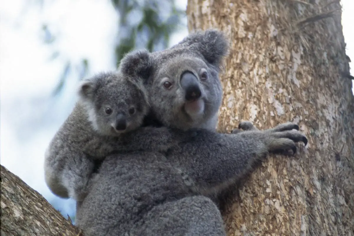 What Are Baby Koalas Called?