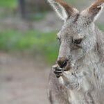 What Do Kangaroos Eat?