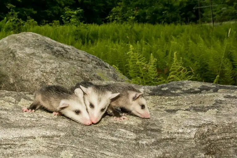 What Do Opossums Eat? (Opossum Diet Guide)