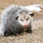 What Do Opossums Eat?