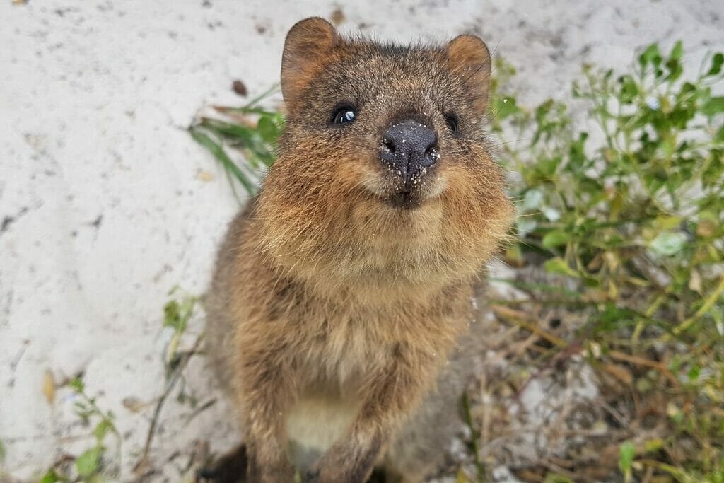 What Do Quokka Eat? The Cute Creature's Diet Revealed!