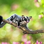 What Do Sugar Gliders Eat?
