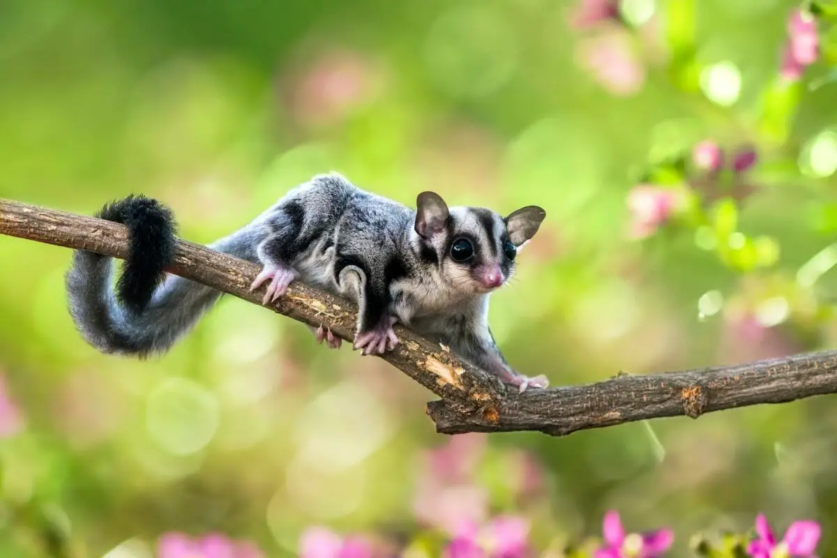 What Do Sugar Gliders Eat? 
