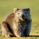 What Do Wombats Eat?