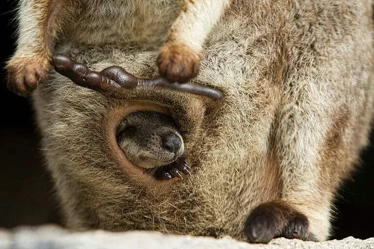 What Does The Inside Of A Kangaroo Pouch Look Like? Cool Wood