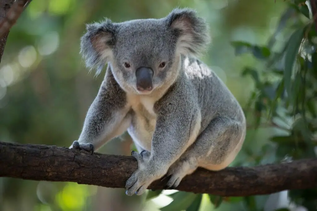 What Eats Koalas