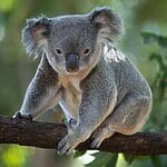 What Eats Koalas?
