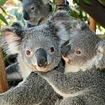 What Is A Group Of Koalas Called?