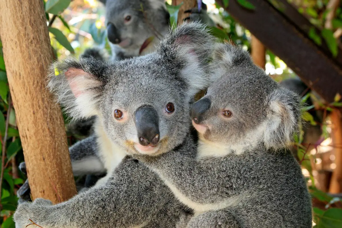 What Is A Group Of Koalas Called?